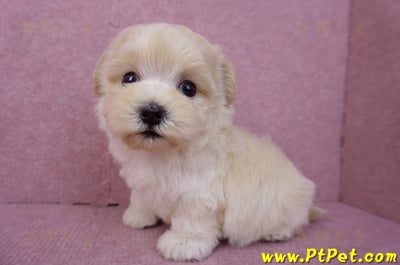 08/02奶油色馬爾泰迪公幼犬(桃園龍潭)10