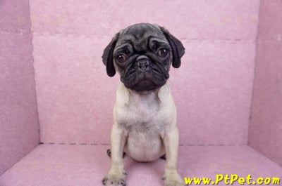 06/23巴哥母幼犬(高雄前鎮)2