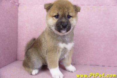 01/11赤色柴犬母幼犬(屏東竹田)3