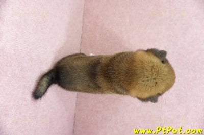 06/04赤色長毛柴犬公幼犬(桃園八德)7