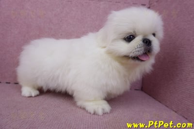 12/17北京狗公幼犬1號(新竹竹北)8