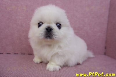 07/24北京狗公幼犬(高雄旗山)8