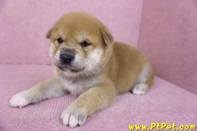 10/06赤色柴犬公幼犬1號(屏東萬丹)6