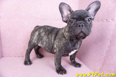 09/18虎斑色法國鬥牛母幼犬8