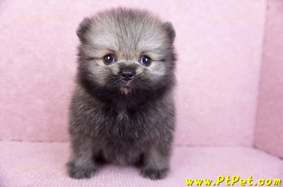 07/23迷你型松鼠棕博美公幼犬(桃園龍潭)2