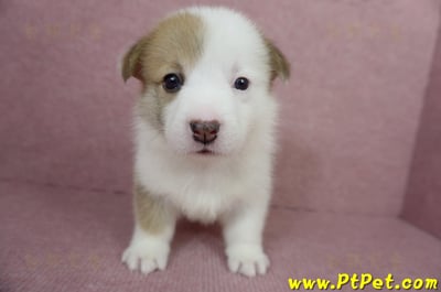 04/14雙色柯基犬母幼犬3號(屏東里港)2