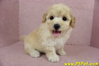 03/12泰迪比熊公幼犬1號(嘉義市)8