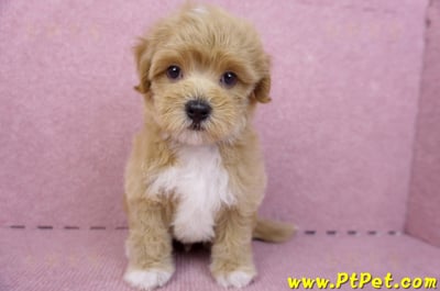 06/15奶油色馬爾泰迪公幼犬(新北蘆洲)3