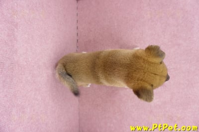 06/09赤色柴犬公幼犬3號(高雄橋頭)12