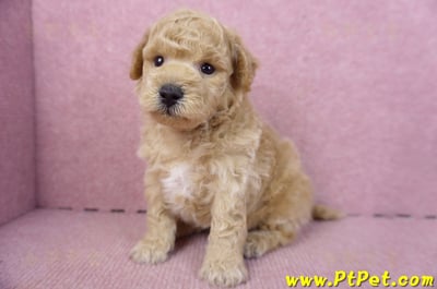 01/20泰迪比熊公幼犬12