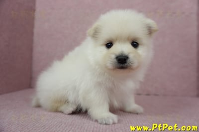 12/15迷你型松鼠白博美公幼犬1號(高雄鳳山)5