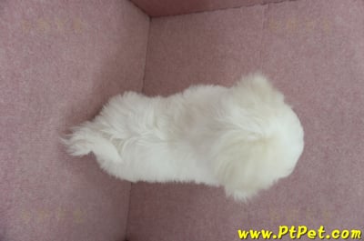 12/01比熊犬公幼犬(屏東市)16