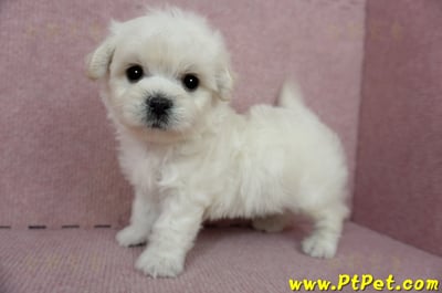 01/10奶白色馬爾泰迪公幼犬3號(屏東萬丹)16