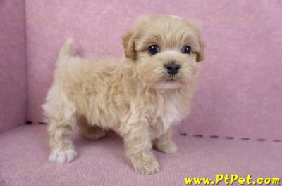 10/18馬爾泰迪公幼犬2號(高雄三民)6