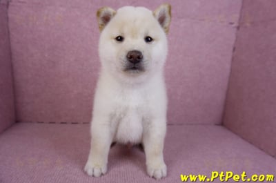 11/19白色柴犬公幼犬(高雄鳳山)3