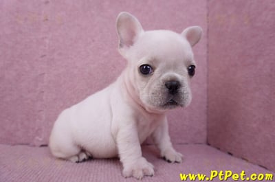 07/25奶油色法國鬥牛母幼犬3號(屏東內埔)6