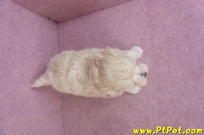 11/06馬爾泰迪母幼犬(屏東竹田)7