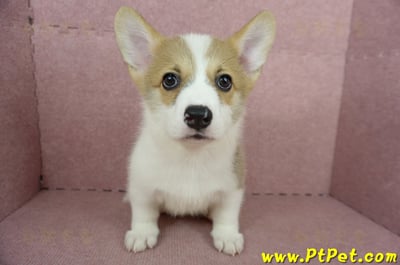 04/13雙色柯基犬公幼犬2號(桃園中壢)2