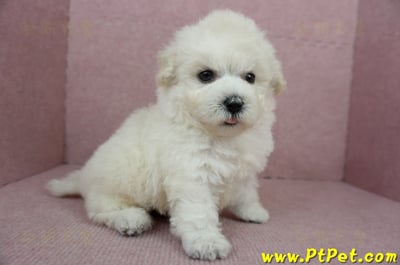 01/13泰迪比熊公幼犬(桃園市)8