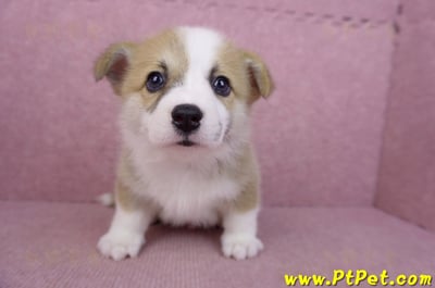 06/21雙色柯基犬公幼犬(台北)3