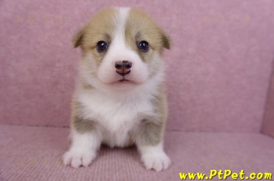 07/09雙色柯基犬母幼犬1