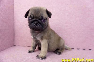 07/09巴哥公幼犬3號(新竹東區)10