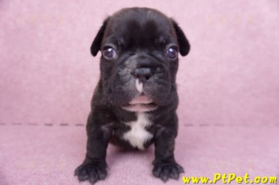 03/21虎斑色法國鬥牛公幼犬1