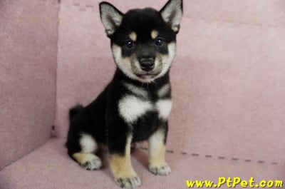 05/14黑色柴犬母幼犬2號(屏東瑪家)3