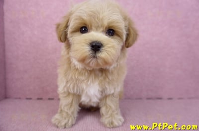 12/10馬爾泰迪母幼犬(台北大安)3