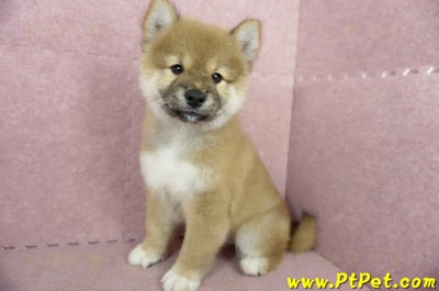 04/29赤色長毛柴犬公幼犬(高雄小港)9