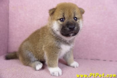 02/05赤色柴犬公幼犬2號(台東東河)3