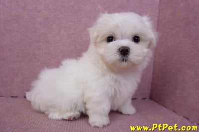 06/26迷你型馬爾濟斯公幼犬2號(高雄前金)6