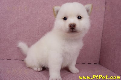 06/14白色柴犬公幼犬1號(屏東潮州)5