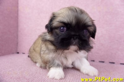 10/31松色北京狗母幼犬(新北三重)5