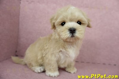 04/11奶油色馬爾泰迪公幼犬(台東綠島)8