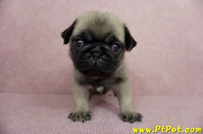 04/02巴哥公幼犬1號(桃園平鎮)1