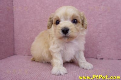 08/02奶油色馬爾泰迪公幼犬1號(花蓮吉安)4