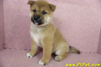 04/29赤色柴犬母幼犬(屏東東港)8