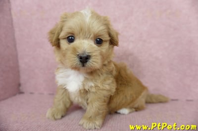 05/05奶油色馬爾泰迪母幼犬2號(高雄楠梓)12