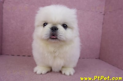 12/17北京狗公幼犬1號(新竹竹北)3