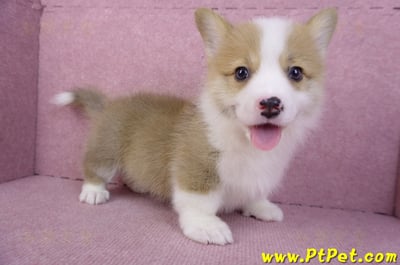 11/05雙色柯基犬公幼犬1號(高雄三民)4