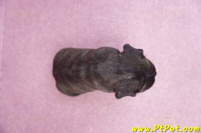 03/21虎斑色法國鬥牛公幼犬9