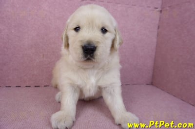 01/10黃金獵犬公幼犬3號1