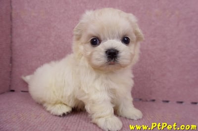 06/26迷你型馬爾濟斯 I 公幼犬1號(桃園八德)4