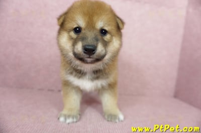 06/04赤色長毛柴犬母幼犬(桃園八德)1