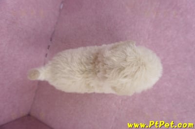 12/06奶油貴賓母幼犬1號(高雄)12