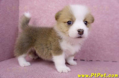 07/09雙色柯基犬母幼犬3