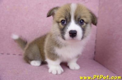 03/14雙色柯基犬母幼犬(新竹市)7