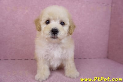 09/23泰迪比熊母幼犬(高雄鳳山)3