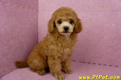 05/22迷你型紅貴賓母幼犬(屏東高樹)7